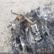 AB462186000000000 2002 Yamaha auction photo thumbnail 7