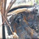 2G1WF52E259294067 2005 Chevrolet Impala auction photo thumbnail 7