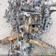 2BPSDRPBXPV000006 2023 Skidoo auction photo thumbnail 10