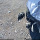 KMHD84LF5JU704136 2018 Hyundai Elantra Sel/Value/Limited auction photo thumbnail 11
