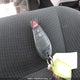 2C4RDGBG1GR162072 2016 Dodge Grand Caravan Se/Sxt auction photo thumbnail 11