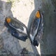3C4NJDCB0JT422247 2018 Jeep Compass Limited auction photo thumbnail 12