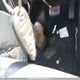 1C4RJFAGXDC585113 2013 Jeep Grand Cherokee Laredo auction photo thumbnail 11