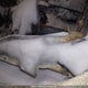 1V2BR2CA9NC561834 2022 Volkswagen Atlas Sel auction photo thumbnail 19