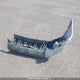 JTEBU14RX50071916 2005 Toyota 4Runner Sr5/Sport auction photo thumbnail 12