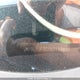 JM1BL1UF3C1571176 2012 Mazda 3 I auction photo thumbnail 9