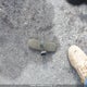 2HGFB2F49FH043302 2015 Honda Civic Lx auction photo thumbnail 12