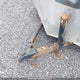 5NHUVH424MN094192 2021 Continental Cargo Trailer auction photo thumbnail 7
