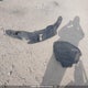 5FNYF6H39LB504104 2020 Honda Pilot Ex auction photo thumbnail 12