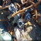 4XAS6E577MB783166 2021 Polaris Sportsman 6X6 570 auction photo thumbnail 10