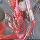 ZAPMD30N2S5200191 2025 Vespa Gts 310 auction photo thumbnail 14