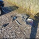 KNAGM4A77F5638566 2015 Kia Optima Lx auction photo thumbnail 11
