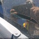 2HGFC2F53HH011406 2017 Honda Civic Lx auction photo thumbnail 18