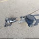 5YFB4MDE8SP317043 2025 Toyota Corolla Le auction photo thumbnail 12