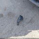 5N1AT3BB1MC730950 2021 Nissan Rogue Sv auction photo thumbnail 12
