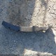 2T1BURHE2KC241813 2019 Toyota Corolla Ce auction photo thumbnail 12