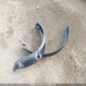 1FMEE2BP9RLA82394 2024 Ford Bronco Wildtrak auction photo thumbnail 12