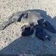 5FNYF6H66MB505979 2021 Honda Pilot Touring 7P auction photo thumbnail 12