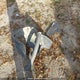 1FADP3E24EL376771 2014 Ford Focus auction photo thumbnail 12
