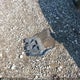 1VWEA7A38LC006374 2020 Volkswagen Passat Execline auction photo thumbnail 12