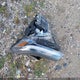 KL77LJE26SC262397 2025 Chevrolet Trax auction photo thumbnail 12