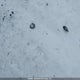 JF1VA1A6XL9803433 2020 Subaru Wrx auction photo thumbnail 12