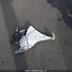 KMHD25LE5DU129264 2013 Hyundai Elantra Gt Gl auction photo thumbnail 12