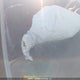 5NPDH4AEXDH162724 2013 Hyundai Elantra auction photo thumbnail 18