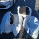 1G1ZE5ST7HF273029 2017 Chevrolet Malibu Lt auction photo thumbnail 12