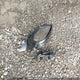 2HGFE4F81TH003524 2026 Honda Civic Hybrid Sport/Sport Touring auction photo thumbnail 12