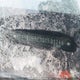 2T1BURHE1GC591246 2016 Toyota Corolla auction photo thumbnail 20