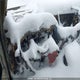 3GTEK13299G195141 2009 GMC Sierra 1500 Slt auction photo thumbnail 7