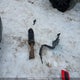 2HHFD55589H201876 2009 Acura Csx auction photo thumbnail 12