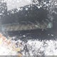 2HGFB2F49CH119919 2012 Honda Civic Lx auction photo thumbnail 19