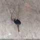2SFFL2364M1052520 2021 Royal Cargo Cargo Trailer Royal auction photo thumbnail 11