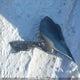 JTHCF1D29F5020724 2015 Lexus Is 250 auction photo thumbnail 12