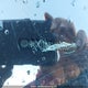 KM8JCDD17SU292050 2025 Hyundai Tucson Ultimate Hybrid Awd auction photo thumbnail 20
