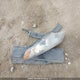 KNAFU4A20B5384984 2011 Kia Forte Ex auction photo thumbnail 12
