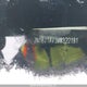 JN1BJ1AV3MW322191 2021 Nissan Qashqai S auction photo thumbnail 19