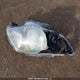 2T1BU40E59C186301 2009 Toyota Corolla S/Le/Xle auction photo thumbnail 12