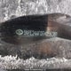 5NPE24AF0FH056381 2015 Hyundai Sonata auction photo thumbnail 19