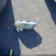 4T1BF3EK0BU641482 2011 Toyota Camry Se auction photo thumbnail 12