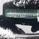 3D4PG5FV6AT210653 2010 Dodge Journey Sxt auction photo thumbnail 19