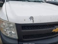 2012 Chevrolet Silverado 1500 — photo 6 of 18 | VIN 1GCNKPEA3CZ332833