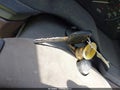 Photo 11 of 13 — 1998 Mercury Mystique