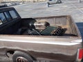 1985 Nissan 720 — photo 14 of 15 | VIN JN6ND06S8FW027789