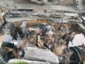 Photo 10 of 13 — 2005 Chevrolet Silverado 2500