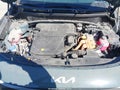 Photo 10 of 17 — 2024 Kia Niro