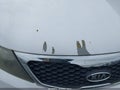 Photo 6 of 14 — 2011 Kia Sorento