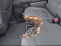 2022 Chevrolet Silverado 1500 — photo 6 of 16 | VIN 3GCUYDED1NG202376